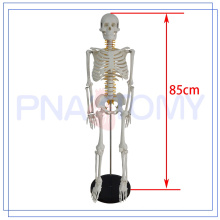 PNT-0106a bester Verkauf Halloween Skelettmodell